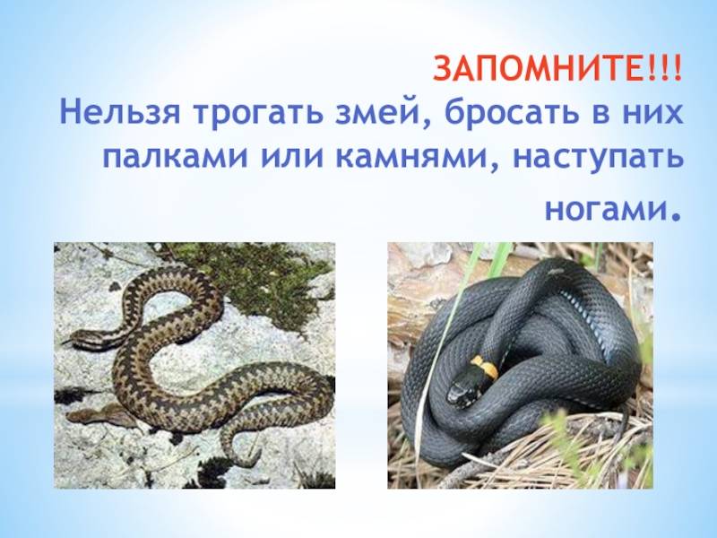 К чему снится много змей 47 сонников для женщин, девушек, мужчин (змеи разных размеров, ползают под ногами, на улице, кусают)