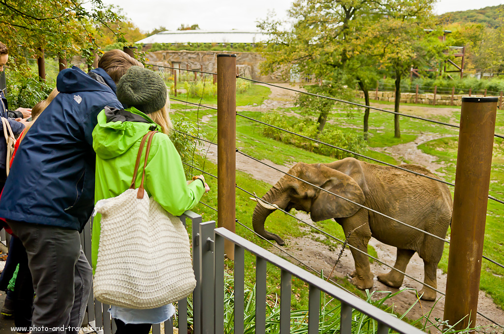 Берлинский зоопарк: самые удивительные животные