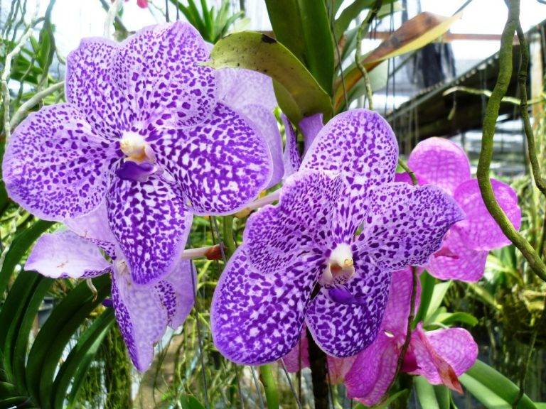 Про отель пхукет орхид 4* (phuket orchid) - честно и полно