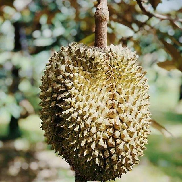 Удивительные и экзотические фрукты таиланда