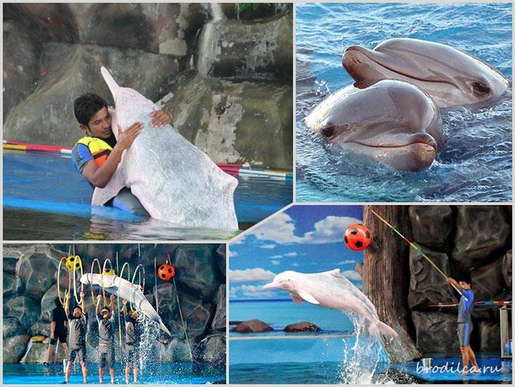 Дельфинарий на пхукете - фото, видео, цена билета, отзывы | путеводитель по пхукету