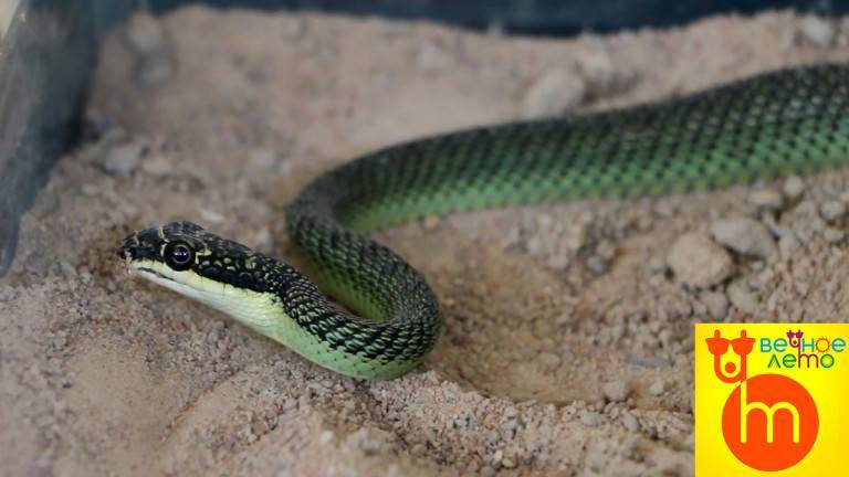 Змеи тайланда: ядовитые, неядовитые и морские