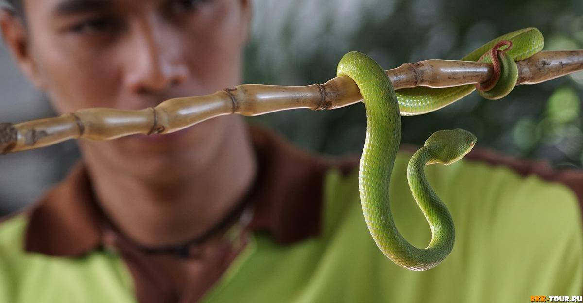 Отдых со змеями и крокодилами: зачем ехать в бангкок, и сколько это стоит