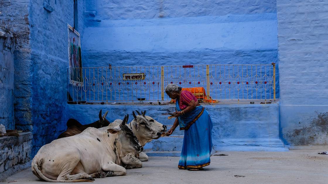 Традиции индии: почему в этой стране корова признана священным животным? почему в индии корова – священное животное?