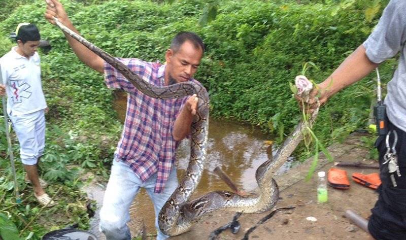 Шоу змей на пхукете (кату) / cobra show kathu, phuket: видео