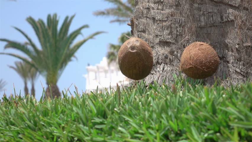 Перевод "кокосовый орех" на английский
