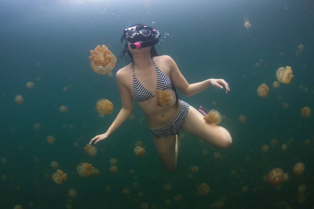 Медузы в тайланде на пхукете