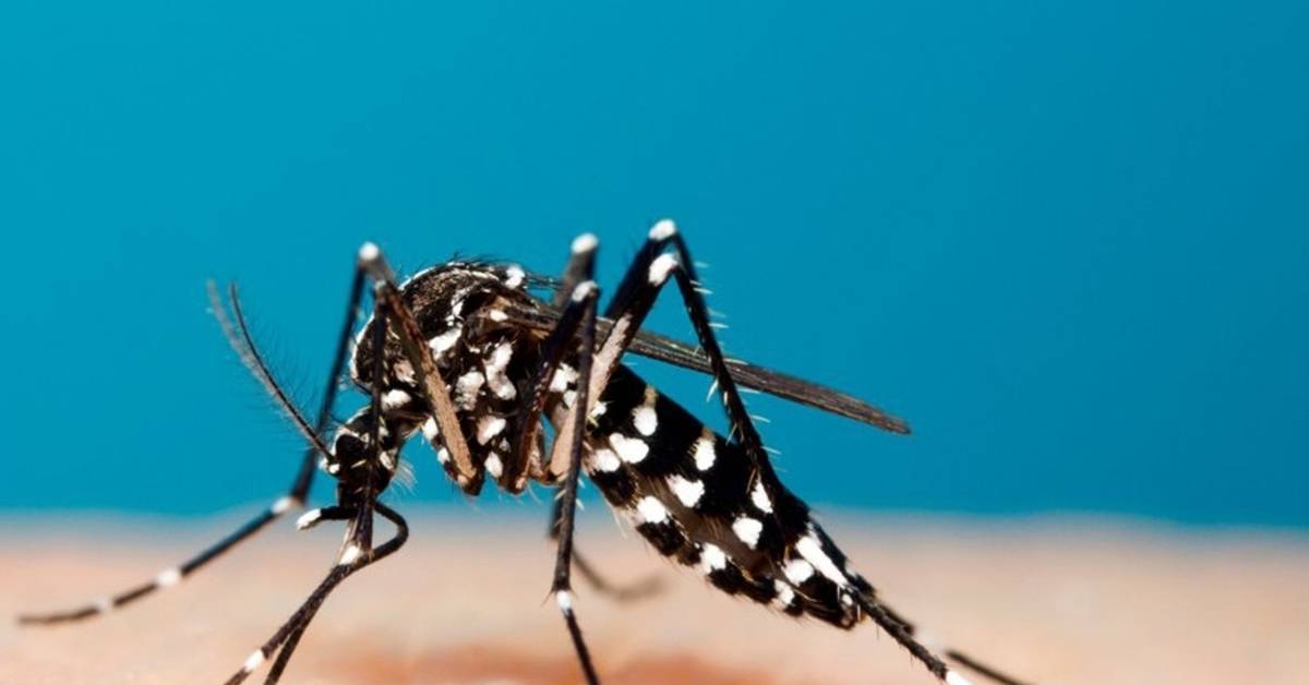 Лихорадка денге в таиланде — симптомы,  лечение и профилактика