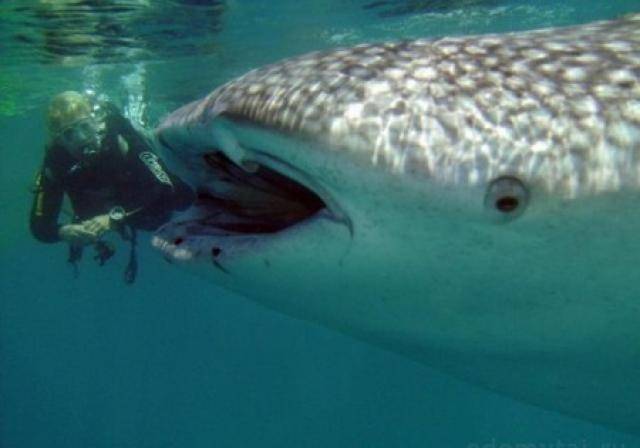 Нападения акул в японском море ∞ лагуна акул