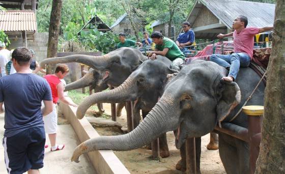 Катание на слонах на пхукете: цены и маршруты для поездок. советы и рекомендации для туристов