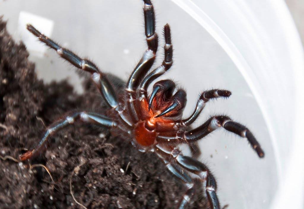Австралийские пауки (фото): австралийская вдова, воронковые, тарантул, красноспинный