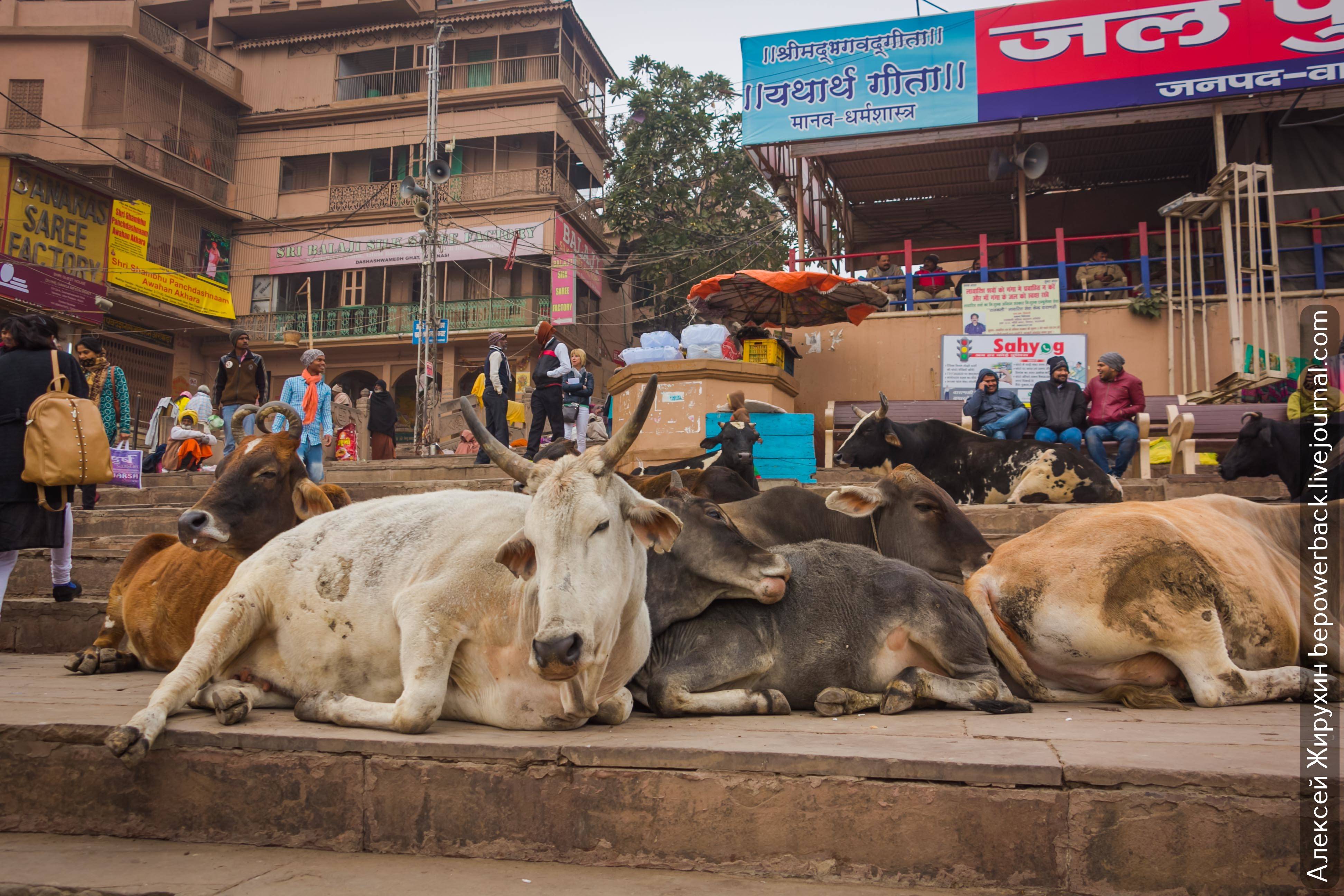 Корова - священное животное индии, бык нанди - вахана шивы