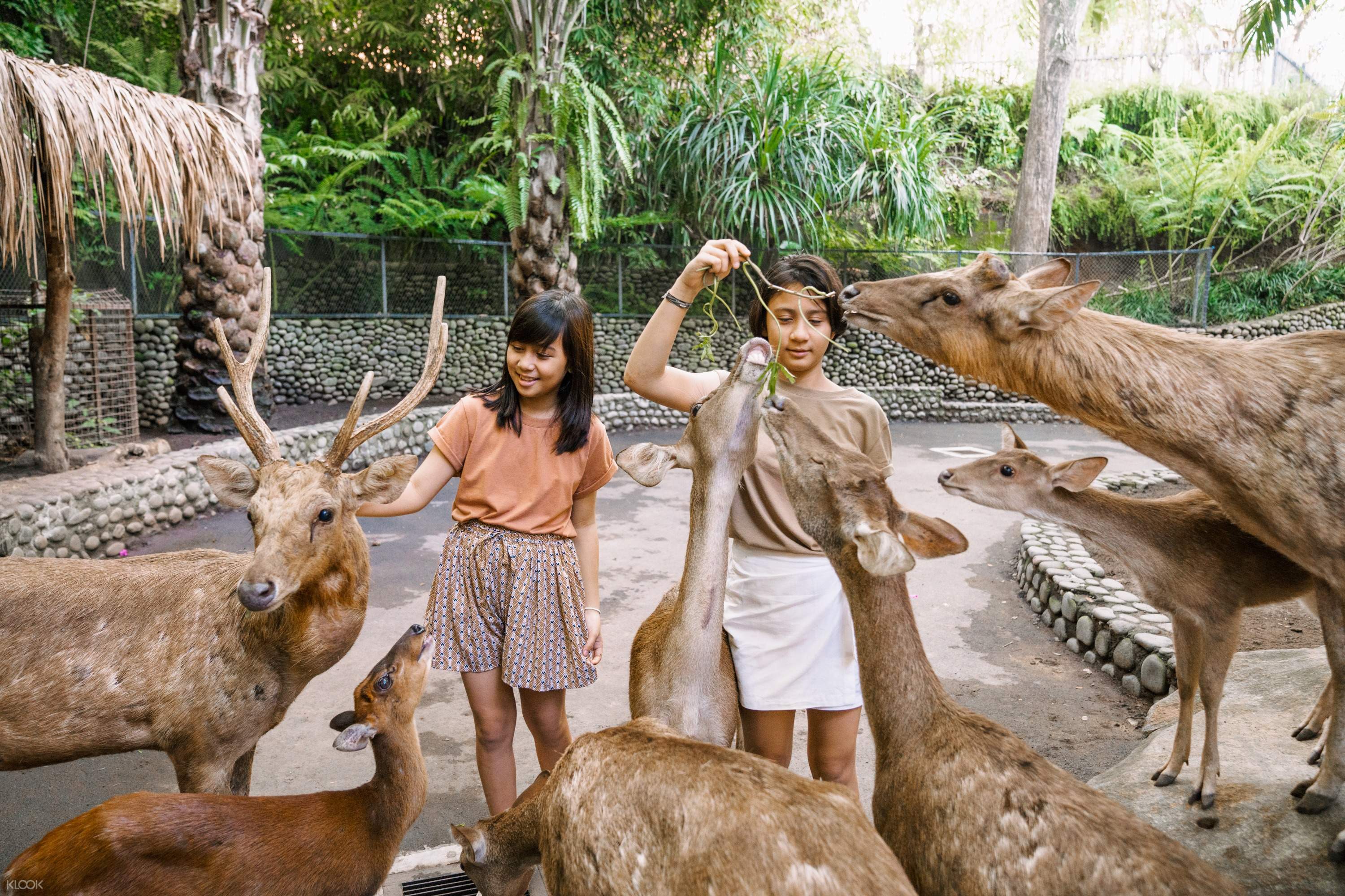 Зоопарк на Бали: где находится, как добраться, описание зоопарка