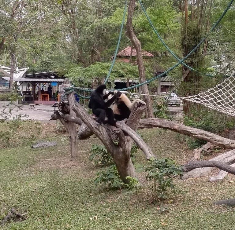 Кхао кхео зоопарк в паттайе — открытый зоопарк khao kheow