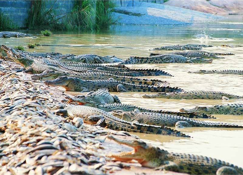 Где находится крокодиловая ферма в паттайе?