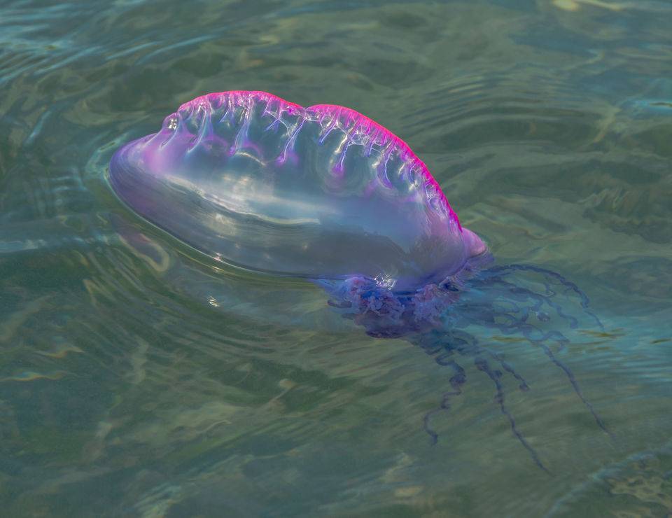 Необычный таиланд: медузы
