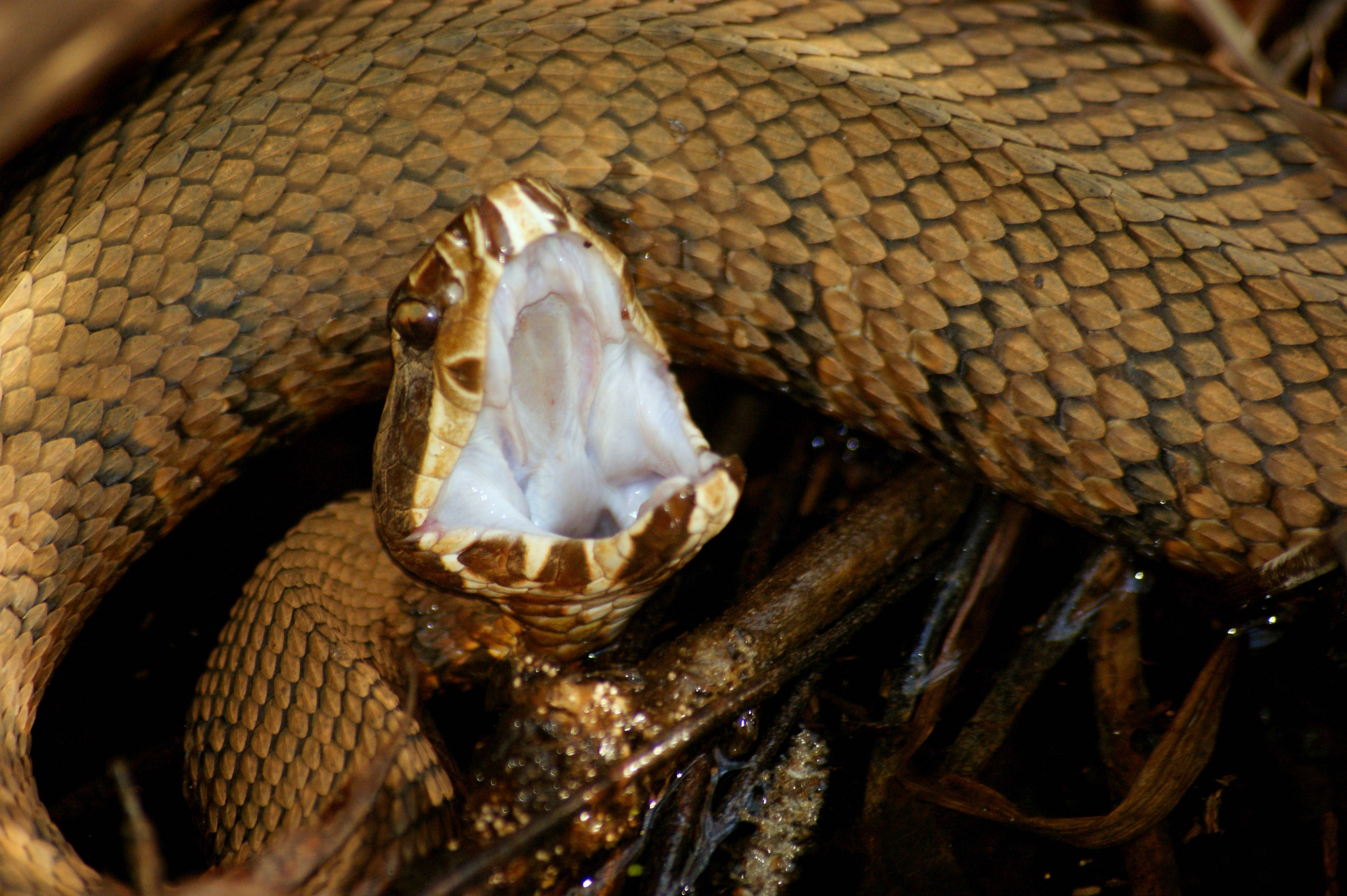 Змеи на бали: ядовиты и морские, меры безопасности