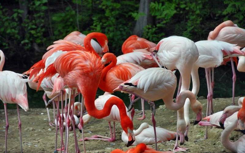 Лучшие зоопарки германии для туристов - дневник туриста