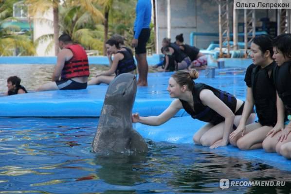 Где в таиланде можно поплавать с дельфинами?