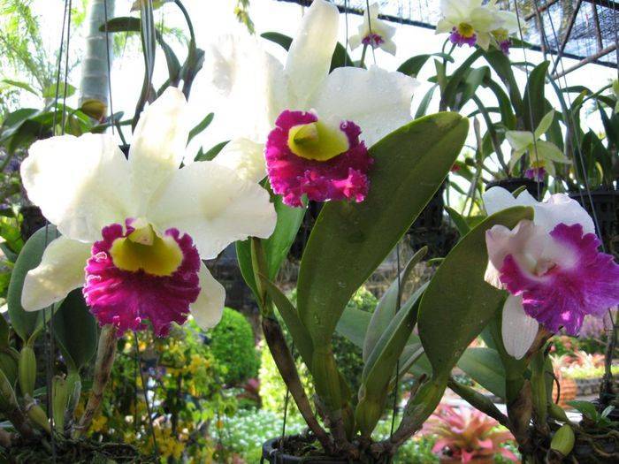 Сад специй, камней и орхидей в паттайе