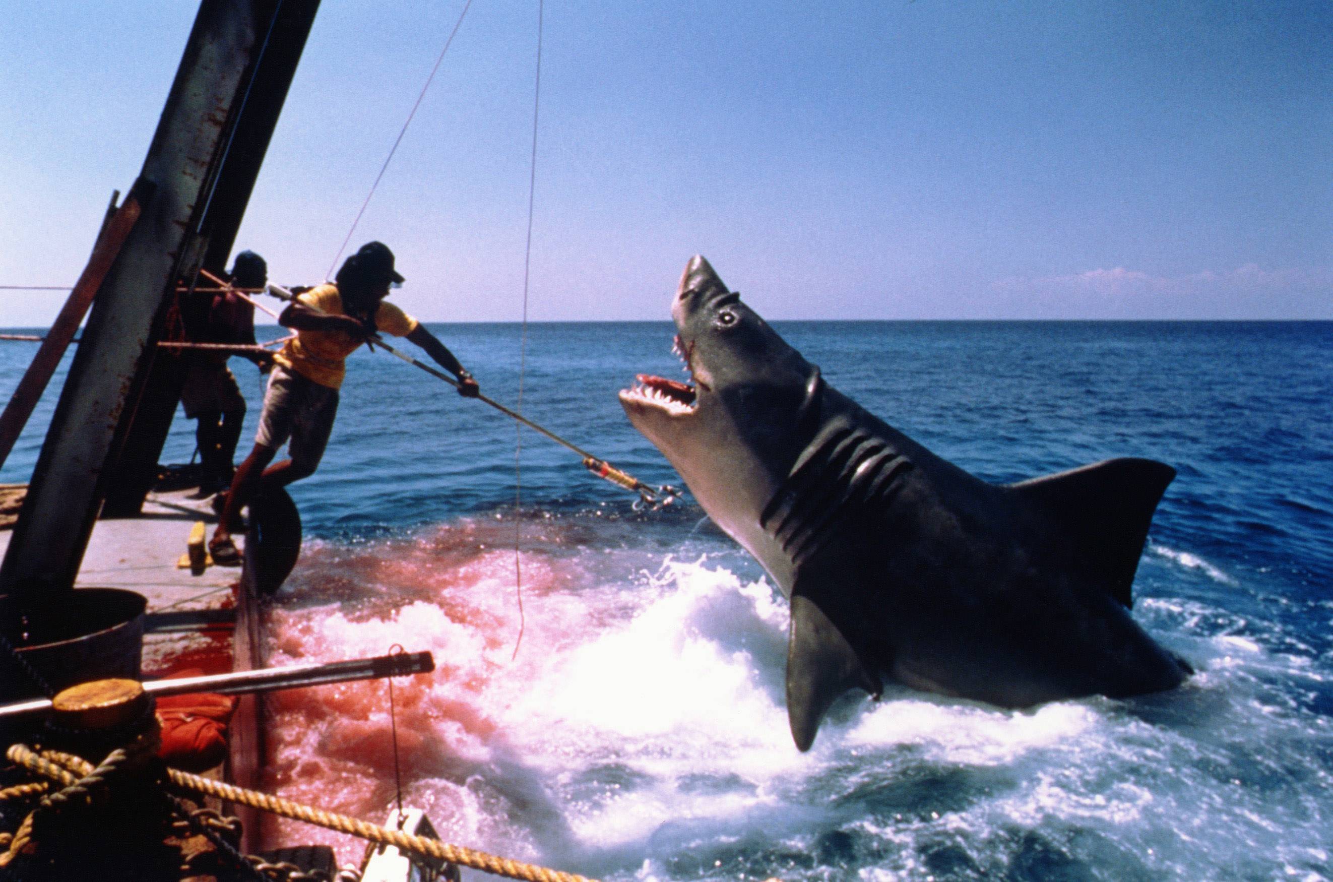 Стоит ли опасаться акул на кипре; другие обитатели моря