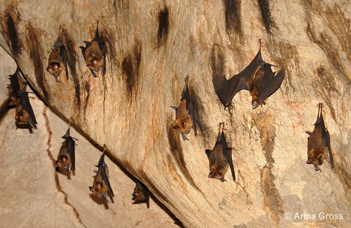 Пещера летучих мышей на озере сай - lake sai bat cave - abcdef.wiki