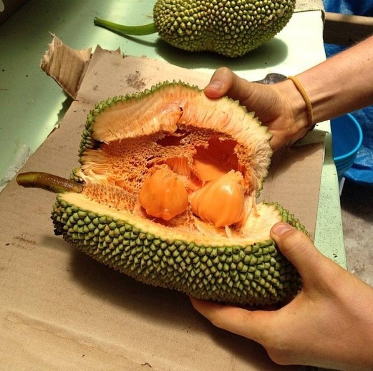 Тайский фрукт похожий. Фрукты Тайланда. Зеленый фрукт Тайланд. Желтый фрукт Тайланд. Колючий фрукт в Тайланде.