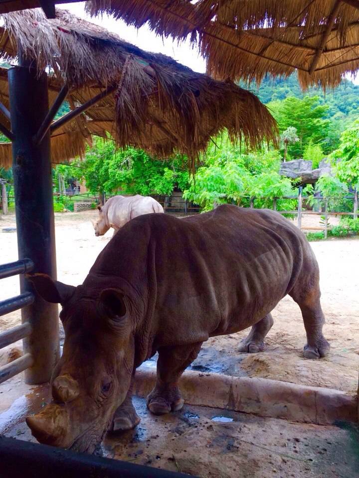 Кхао кхео зоопарк в паттайе — открытый зоопарк khao kheow