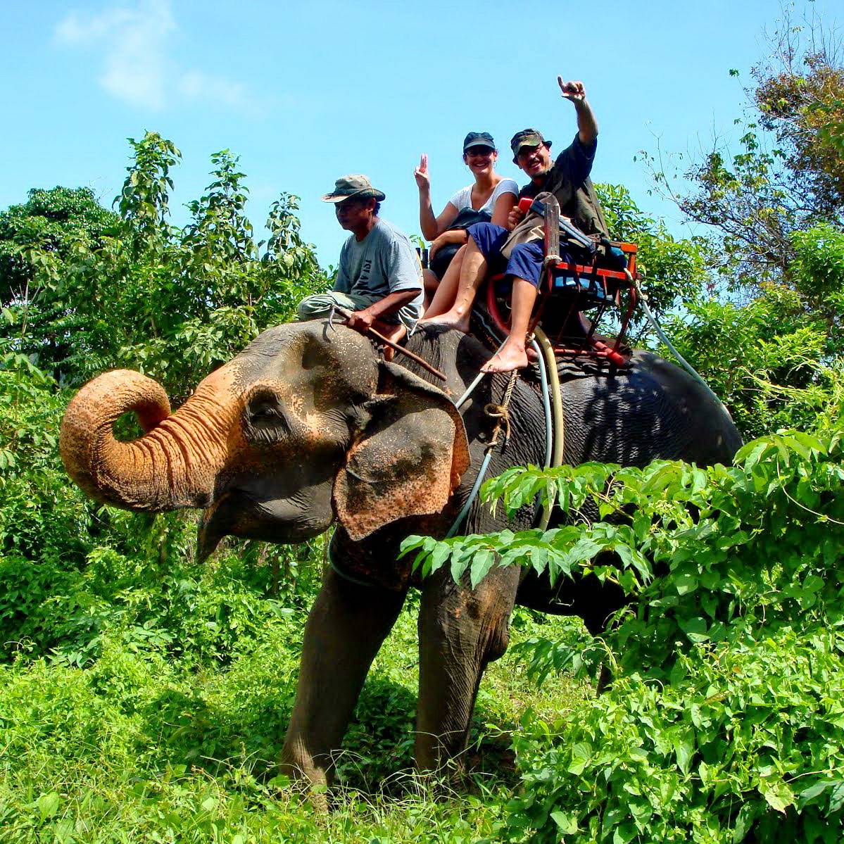 Шок! как на самом деле приручают слонов в тайланде!