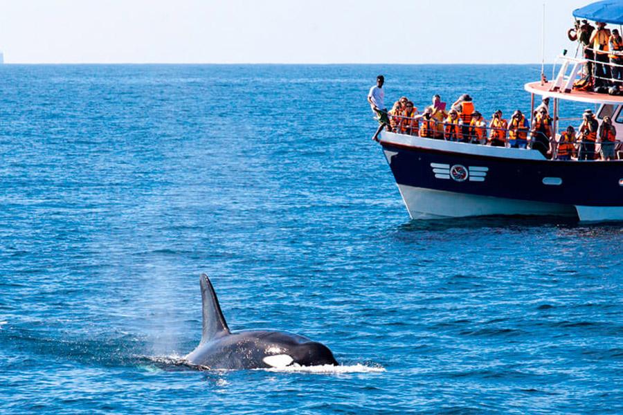 Куда пойти, чтобы понаблюдать за китами в шри-ланке - достопримечательности 2023