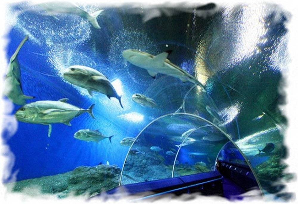 Океанариум monsters aquarium