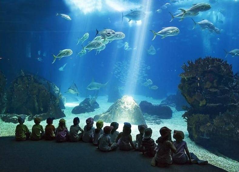 Главный аквариум пхукета в central floresta. отзыв и фото 2021