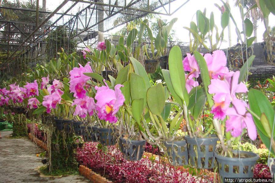 Тайская орхидея: фото цветка, где можно заказать и как правильно выбрать красавицу, а также что делать с растением после его получения в бутылке?дача эксперт