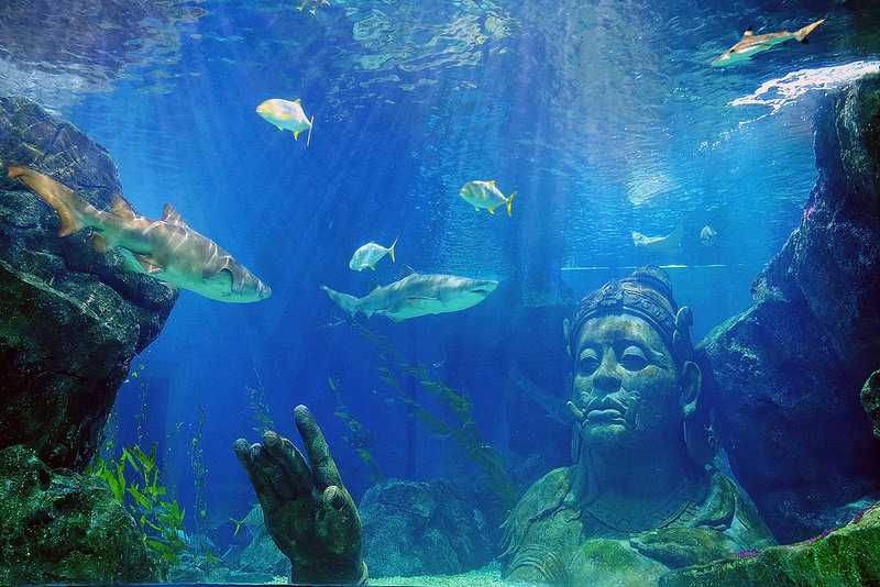 Аквариум sea life bangkok ocean world: подробное описание, адрес, фото, отзывы