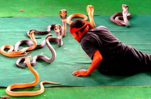 Люди боящиеся змей. Змеиная ферма в Паттайе. Бангкок змеиная ферма (институт Пастера). Змеиная ферма Пхукет. Шоу змей в Тайланде.