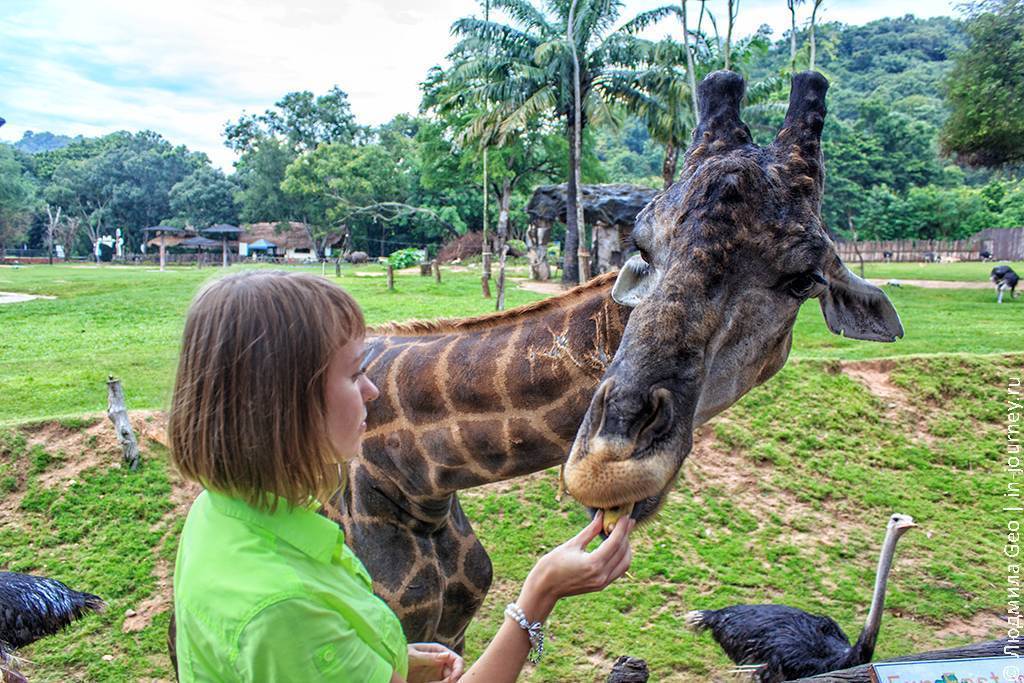Зоопарк кхао кхео в паттайе - лучший в тайланде – так удобно!  traveltu.ru
