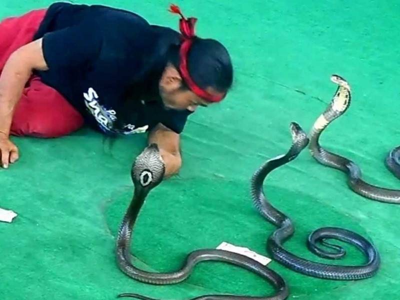 Разновидности змей в тайланде и первая помощь при укусе