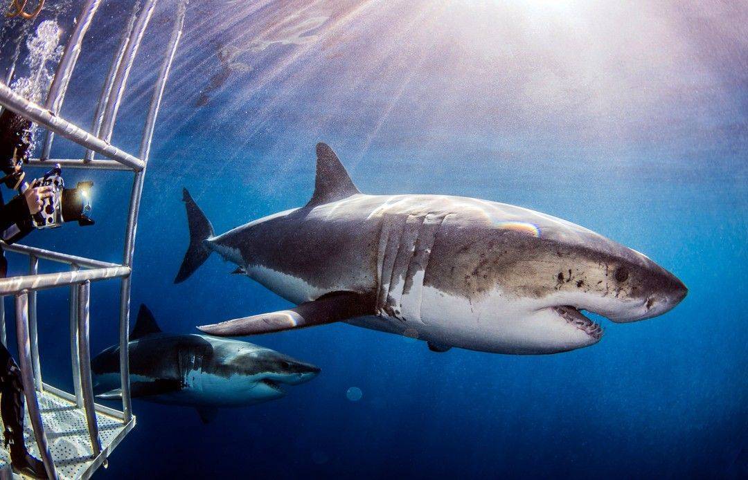 Все об акулах: где они водятся, какие из них опасны и прогноз нападений на июнь 2019
