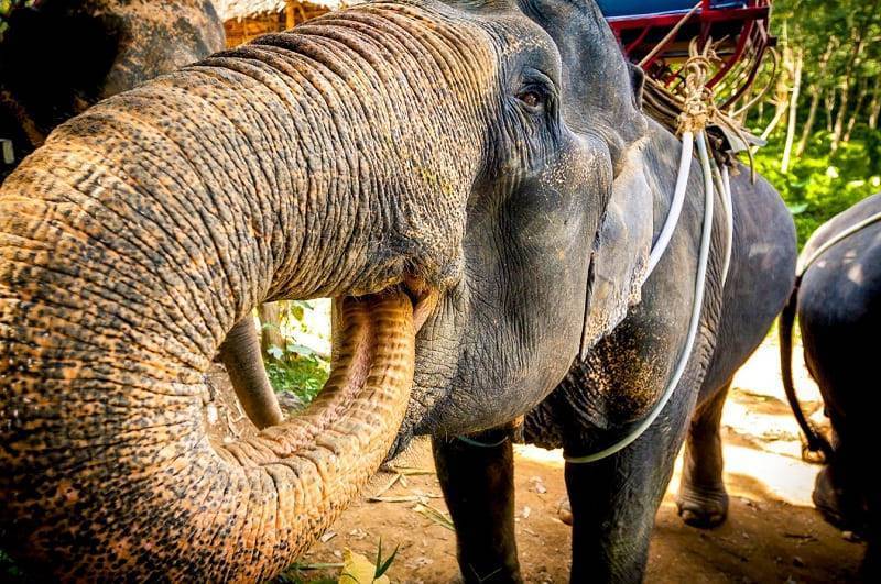 Топ-5 лучших лагерей слонов. где покататься на слоне на пхукете?