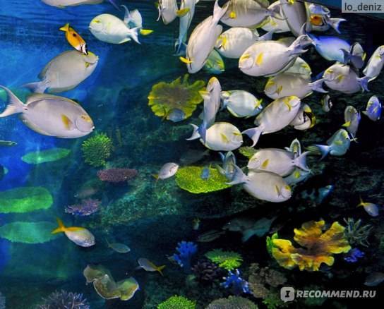 Океанариум sea life bangkok ocean world в бангкоке – тайский портал