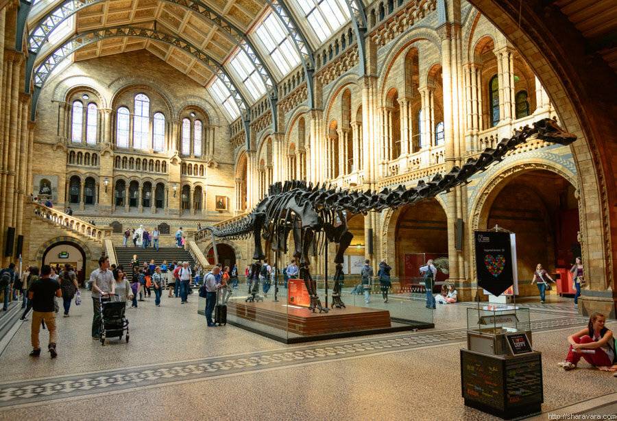 Какие музеи есть в лондоне. Музей естествознания (natural History Museum). Музей естествознания в Лондоне в Лондоне. Диплодок Диппи Лондонский музей. Музей естествознания в Лондоне динозавр.