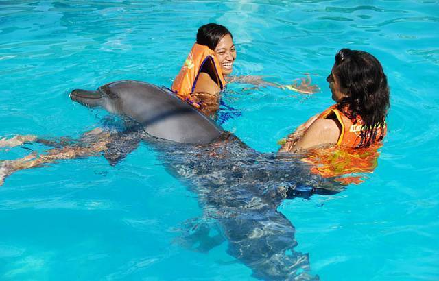 Где в таиланде поплавать с дельфинами? (видео)