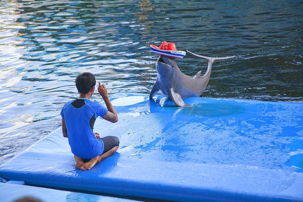 Купание с дельфинами в паттайе