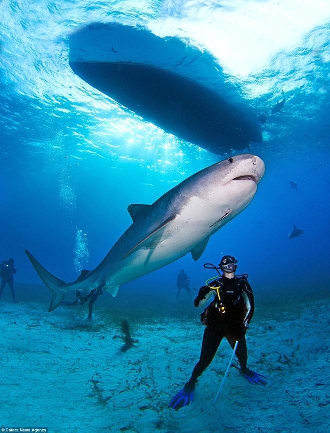 Есть ли акулы в турции и какова вероятность их встретить