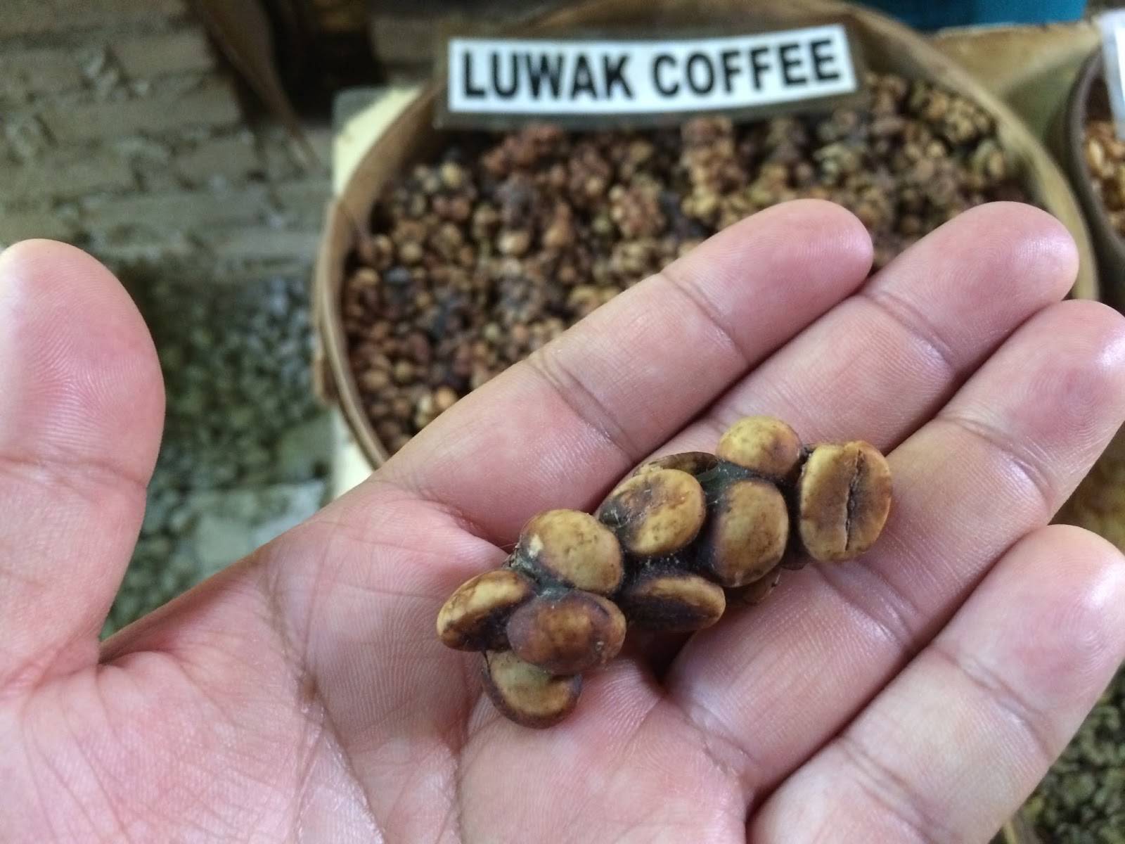 Кофе из кала и помета животных из вьетнама — название и цена в 2020 году