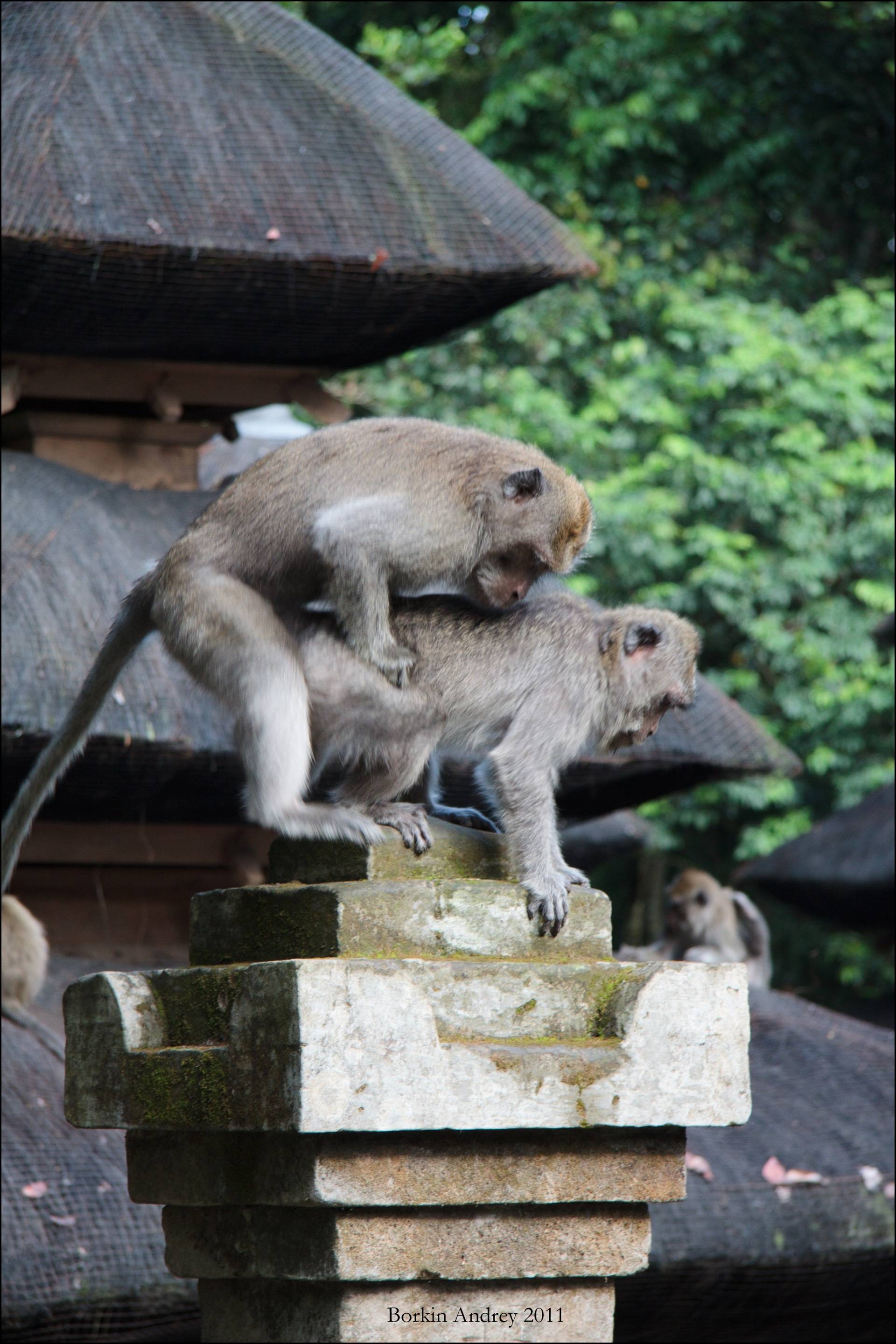 Лес обезьян на бали (monkey forest) — мистическое место и милые обезьянки
