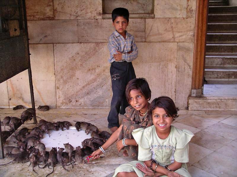 В индии крыса священное животное | интересный сайт