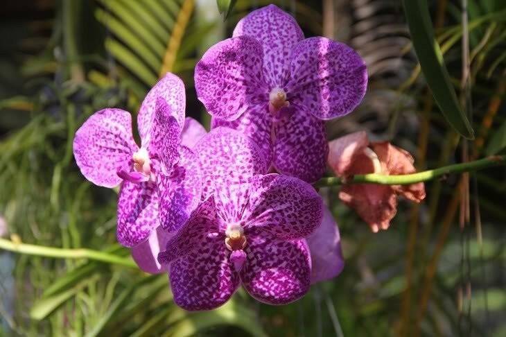 Сад орхидей на пхукете: адрес, время работы, как добраться, стоимость, карта.