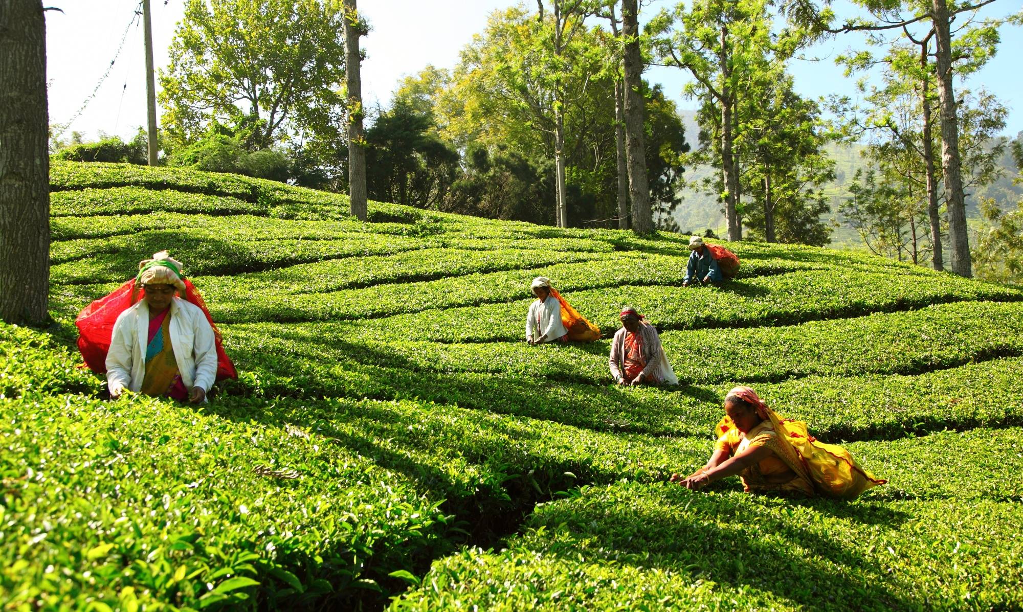 Иран шри ланка. Чайные плантации Шри Ланка 20 век. Kandy Tea Шри-Ланка. Шри Ланка чайные плантации.