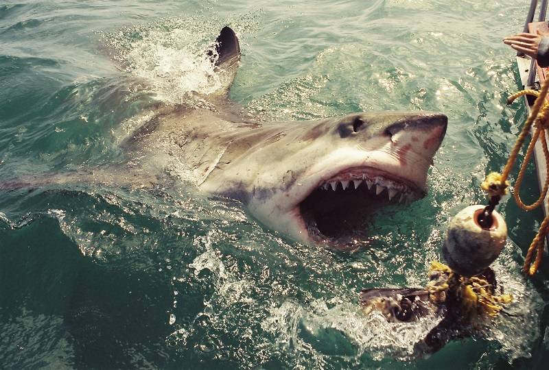 Акулы в таиланде: где обитают и опасны ли они для отдыхающих?
